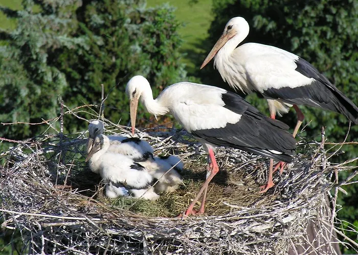 Appartamento Storchenblick